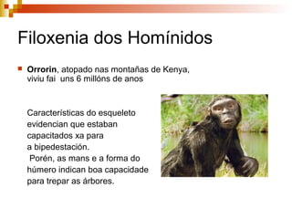  Orrorin, atopado nas montañas de Kenya,
viviu fai uns 6 millóns de anos
Características do esqueleto
evidencian que estaban
capacitados xa para
a bipedestación.
Porén, as mans e a forma do
húmero indican boa capacidade
para trepar as árbores.
Filoxenia dos Homínidos
 