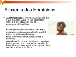 Filoxenia dos Homínidos
 Australopithecus viviron en África entre 4,2
e 2,5 m.a.(fósil Lucy). A súa capacidade
craneal é moi pequena : 400 cc.
(Humanos 1200--1800cc)
Eran bípedos con capacidade para trepar
as árbores, e vivían nun ambiente forestal
aberto ou sabanas arboladas.
Dieta herbívora: froitos, follas, raíces e
sementes.
A confirmación de que camiñaban chegou có
descubrimento dun conxunto de pegadas de
homínidos impresas sobre unha capa de cinza
volcánica húmeda en África.
 