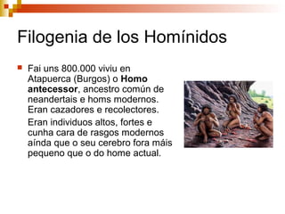 Filogenia de los Homínidos
 Fai uns 800.000 viviu en
Atapuerca (Burgos) o Homo
antecessor, ancestro común de
neandertais e homs modernos.
Eran cazadores e recolectores.
Eran individuos altos, fortes e
cunha cara de rasgos modernos
aínda que o seu cerebro fora máis
pequeno que o do home actual.
 
