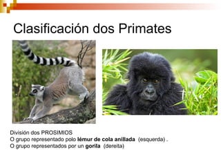 Clasificación dos Primates
División dos PROSIMIOS
O grupo representado polo lémur de cola anillada (esquerda) .
O grupo representados por un gorila (dereita)
 