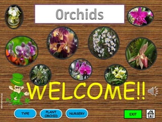 0rchids

WELCOME!!
TYPE

PLANT
ORCHID

NURSERY

EXIT

 