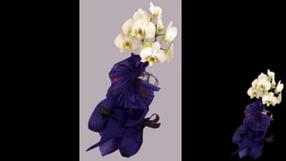 Orkideler, Orchids