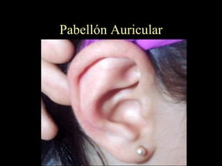 Pabellón Auricular 