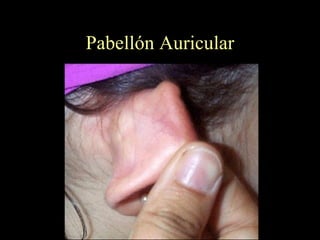 Pabellón Auricular 