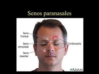 Senos paranasales 