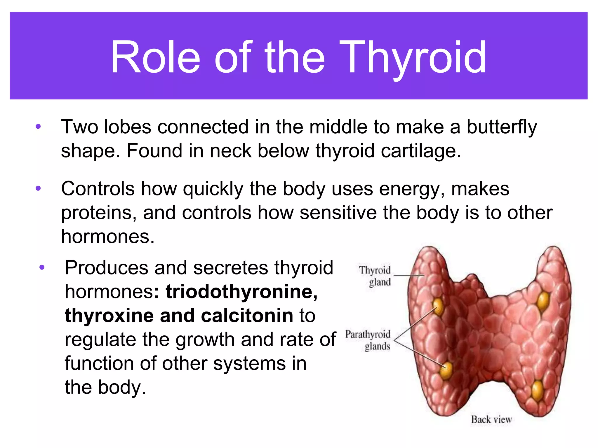• Two lobes connected in the middle to make a butterfly
shape. Found in neck below thyroid cartilage.
• Controls how quickly the body uses energy, makes
proteins, and controls how sensitive the body is to other
hormones.
Role of the Thyroid
• Produces and secretes thyroid
hormones: triodothyronine,
thyroxine and calcitonin to
regulate the growth and rate of
function of other systems in
the body.
 