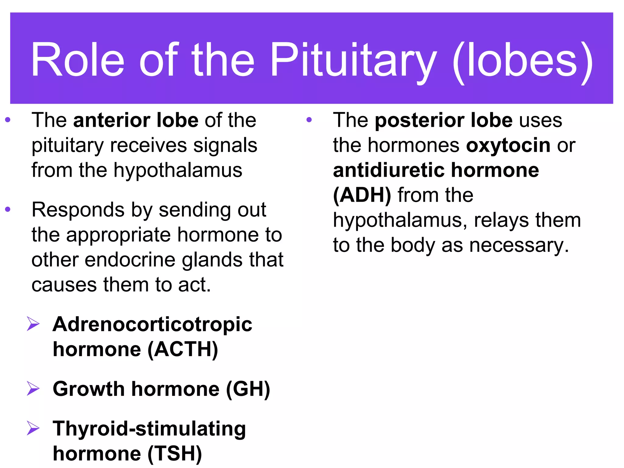 Role of the Pituitary (lobes)
• The anterior lobe of the
pituitary receives signals
from the hypothalamus
• Responds by sending out
the appropriate hormone to
other endocrine glands that
causes them to act.
 Adrenocorticotropic
hormone (ACTH)
 Growth hormone (GH)
 Thyroid-stimulating
hormone (TSH)
• The posterior lobe uses
the hormones oxytocin or
antidiuretic hormone
(ADH) from the
hypothalamus, relays them
to the body as necessary.
 