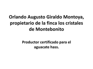 Orlando Augusto Giraldo Montoya,
propietario de la finca los cristales
de Montebonito
Productor certificado para el
aguacate hass.
 