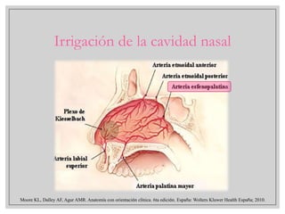 Irrigación de la cavidad nasal

Moore KL, Dalley AF, Agur AMR. Anatomía con orientación clínica. 6ta edición. España: Wolters Kluwer Health España; 2010.

 