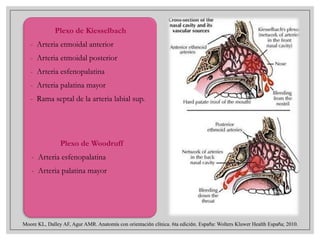 Plexo de Kiesselbach
- Arteria etmoidal anterior
- Arteria etmoidal posterior
- Arteria esfenopalatina
- Arteria palatina mayor
- Rama septal de la arteria labial sup.

Plexo de Woodruff
- Arteria esfenopalatina
- Arteria palatina mayor

Moore KL, Dalley AF, Agur AMR. Anatomía con orientación clínica. 6ta edición. España: Wolters Kluwer Health España; 2010.

 