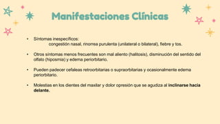 Manifestaciones Clínicas
• Síntomas inespecíficos:
congestión nasal, rinorrea purulenta (unilateral o bilateral), fiebre y tos.
• Otros síntomas menos frecuentes son mal aliento (halitosis), disminución del sentido del
olfato (hiposmia) y edema periorbitario.
• Pueden padecer cefaleas retroorbitarias o supraorbitarias y ocasionalmente edema
periorbitario.
• Molestias en los dientes del maxilar y dolor opresión que se agudiza al inclinarse hacia
delante.
 
