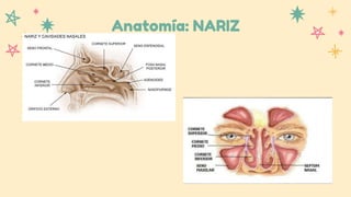 Anatomía: NARIZ
 