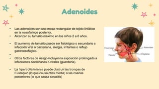 Adenoides
• Las adenoides son una masa rectangular de tejido linfático
en la nasofaringe posterior.
• Alcanzan su tamaño máximo en los niños 2 a 6 años.
• El aumento de tamaño puede ser fisiológico o secundario a
infección viral o bacteriana, alergia, irritantes o reflujo
gastroesofágico.
•
• Otros factores de riesgo incluyen la exposición prolongada a
infecciones bacterianas o virales (guardería).
• La hipertrofia intensa puede obstruir las trompas de
Eustaquio (lo que causa otitis media) o las coanas
posteriores (lo que causa sinusitis)
 