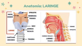 Anatomía: LARINGE
 