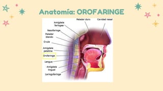 Anatomía: OROFARINGE
 