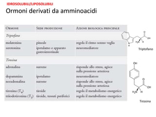 Ormoni derivati da amminoacidi 
Triptofano 
Tirosina 
IDROSOLUBILI/LIPOSOLUBILI 
 