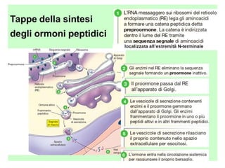 Ormoni