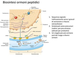 Biosintesi ormoni peptidici 
1. Sequenza segnale: 
indirizzamento verso i granuli 
di secrezione e rilascio 
extracellulare 
2. Sintetizzati come precursori 
inattivi: pre-pro-ormone 
(attivati per proteolisi) 
3. Un singolo pre-pro-ormone 
può dar luogo a diversi 
ormoni 
 