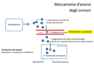 Meccanismo d’azione 
degli ormoni 
1. Secrezione di ormoni da 
cellule specializzate 
ormone 
blood 
2. Trasporto in circolo 
3. Raggiungimento della cellula bersaglio 
(cellula che risponde all’azione di un dato ormone) 
Cellula bersaglio 
4. Trasduzione del segnale 
Metabolismo Espressione genica 
GHIANDOLA 
Trasduzione del segnale 
Recettore>>>Trasduttore>>>Effettore 
TRASPORTO DI ORMONI 
 