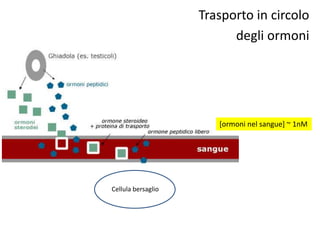 Trasporto in circolo 
degli ormoni 
[ormoni nel sangue] ~ 1nM 
Cellula bersaglio 
 