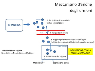 Meccanismo d’azione 
degli ormoni 
1. Secrezione di ormoni da 
cellule specializzate 
ormone 
blood 
2. Trasporto in circolo 
3. Raggiungimento della cellula bersaglio 
(cellula che risponde all’azione di un dato ormone) 
Cellula bersaglio 
4. Trasduzione del segnale 
Metabolismo Espressione genica 
GHIANDOLA 
Trasduzione del segnale 
Recettore>>>Trasduttore>>>Effettore 
INTERAZIONE CON LA 
CELLULA BERSAGLIO 
 