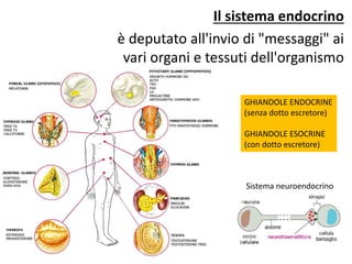 Il sistema endocrino 
è deputato all'invio di "messaggi" ai 
vari organi e tessuti dell'organismo 
GHIANDOLE ENDOCRINE 
(senza dotto escretore) 
GHIANDOLE ESOCRINE 
(con dotto escretore) 
Sistema neuroendocrino 
 