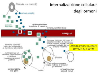 Internalizzazione cellulare 
degli ormoni 
Affinità ormone-recettore 
10-12 M < KD < 10-6 M 
 