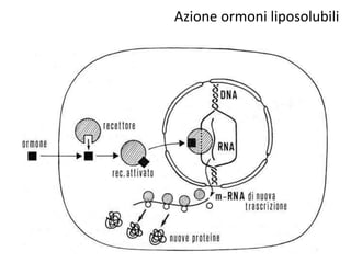 Azione ormoni liposolubili 
 