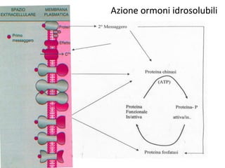 Azione ormoni idrosolubili 
 
