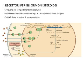 I RECETTORI PER GLI ORMONI STEROIDEI 
•Si trovano nel compartimento intracellulare 
•Il complesso ormone-recettore si lega al DNA attivando uno o più geni 
•L’mRNA dirige la sintesi di nuove proteine 
 