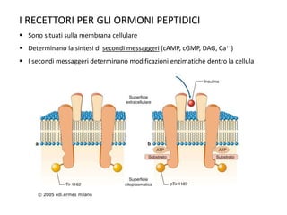 I RECETTORI PER GLI ORMONI PEPTIDICI 
 Sono situati sulla membrana cellulare 
 Determinano la sintesi di secondi messaggeri (cAMP, cGMP, DAG, Ca++) 
 I secondi messaggeri determinano modificazioni enzimatiche dentro la cellula 
 