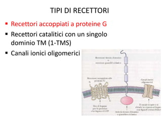 TIPI DI RECETTORI 
 Recettori accoppiati a proteine G 
 Recettori catalitici con un singolo 
dominio TM (1-TMS) 
 Canali ionici oligomerici 
 