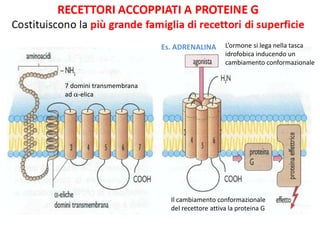 7 domini transmembrana 
ad a-elica 
L’ormone si lega nella tasca 
idrofobica inducendo un 
cambiamento conformazionale 
Es. ADRENALINA 
Il cambiamento conformazionale 
del recettore attiva la proteina G 
 