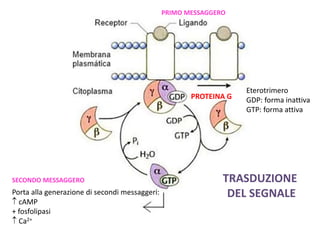 Porta alla generazione di secondi messaggeri: 
 cAMP 
+ fosfolipasi 
 Ca2+ 
PROTEINA G 
Eterotrimero 
GDP: forma inattiva 
GTP: forma attiva 
TRASDUZIONE 
DEL SEGNALE 
SECONDO MESSAGGERO 
PRIMO MESSAGGERO 
 