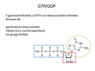 GTP/GDP 
Il guanosintrifosfato o GTP è un ribonucleotide trifosfato 
formato da: 
guanina(una base azotata) 
ribosio (uno zuccheropentoso) 
tre gruppi fosfato 
 