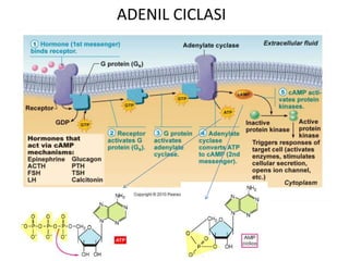 ADENIL CICLASI 
 