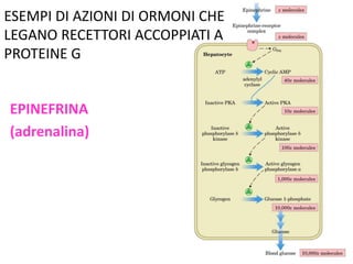 ESEMPI DI AZIONI DI ORMONI CHE 
LEGANO RECETTORI ACCOPPIATI A 
PROTEINE G 
EPINEFRINA 
(adrenalina) 
 