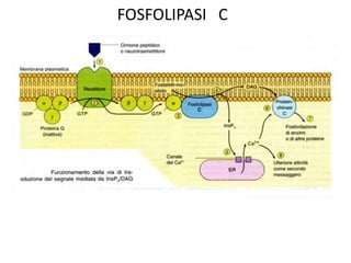 FOSFOLIPASI C 
 