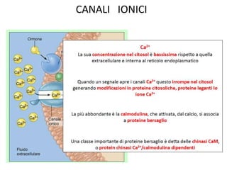 CANALI IONICI 
 