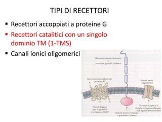 TIPI DI RECETTORI 
 Recettori accoppiati a proteine G 
 Recettori catalitici con un singolo 
dominio TM (1-TMS) 
 Canali ionici oligomerici 
 