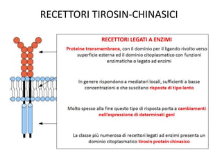 RECETTORI TIROSIN-CHINASICI 
 