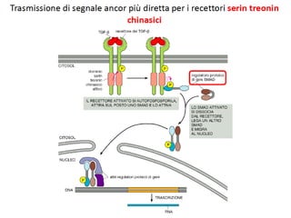 Ormoni