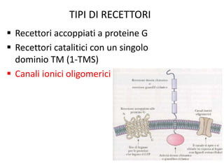 TIPI DI RECETTORI 
 Recettori accoppiati a proteine G 
 Recettori catalitici con un singolo 
dominio TM (1-TMS) 
 Canali ionici oligomerici 
 