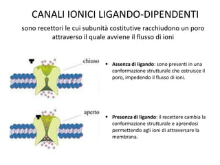 CANALI IONICI LIGANDO-DIPENDENTI 
sono recettori le cui subunità costitutive racchiudono un poro 
attraverso il quale avviene il flusso di ioni 
 Assenza di ligando: sono presenti in una 
conformazione strutturale che ostruisce il 
poro, impedendo il flusso di ioni. 
 Presenza di ligando: il recettore cambia la 
conformazione strutturale e aprendosi 
permettendo agli ioni di attraversare la 
membrana. 
 