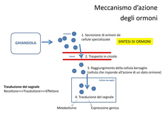 Meccanismo d’azione 
degli ormoni 
1. Secrezione di ormoni da 
cellule specializzate 
ormone 
blood 
2. Trasporto in circolo 
3. Raggiungimento della cellula bersaglio 
(cellula che risponde all’azione di un dato ormone) 
Cellula bersaglio 
4. Trasduzione del segnale 
Metabolismo Espressione genica 
GHIANDOLA 
Trasduzione del segnale 
Recettore>>>Trasduttore>>>Effettore 
SINTESI DI ORMONI 
 