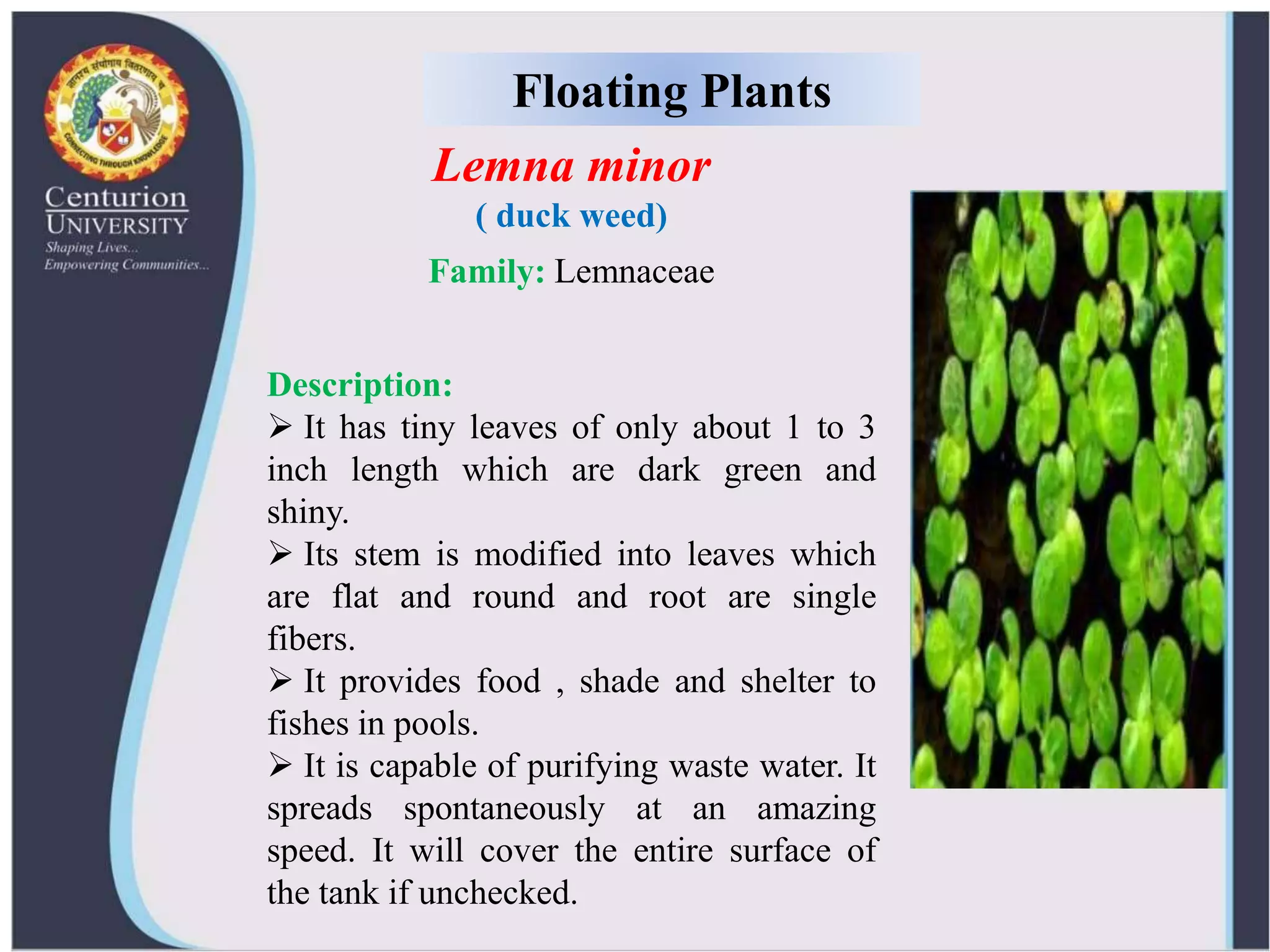 View of Ornamental aquatic plants and their propagation | PPTX