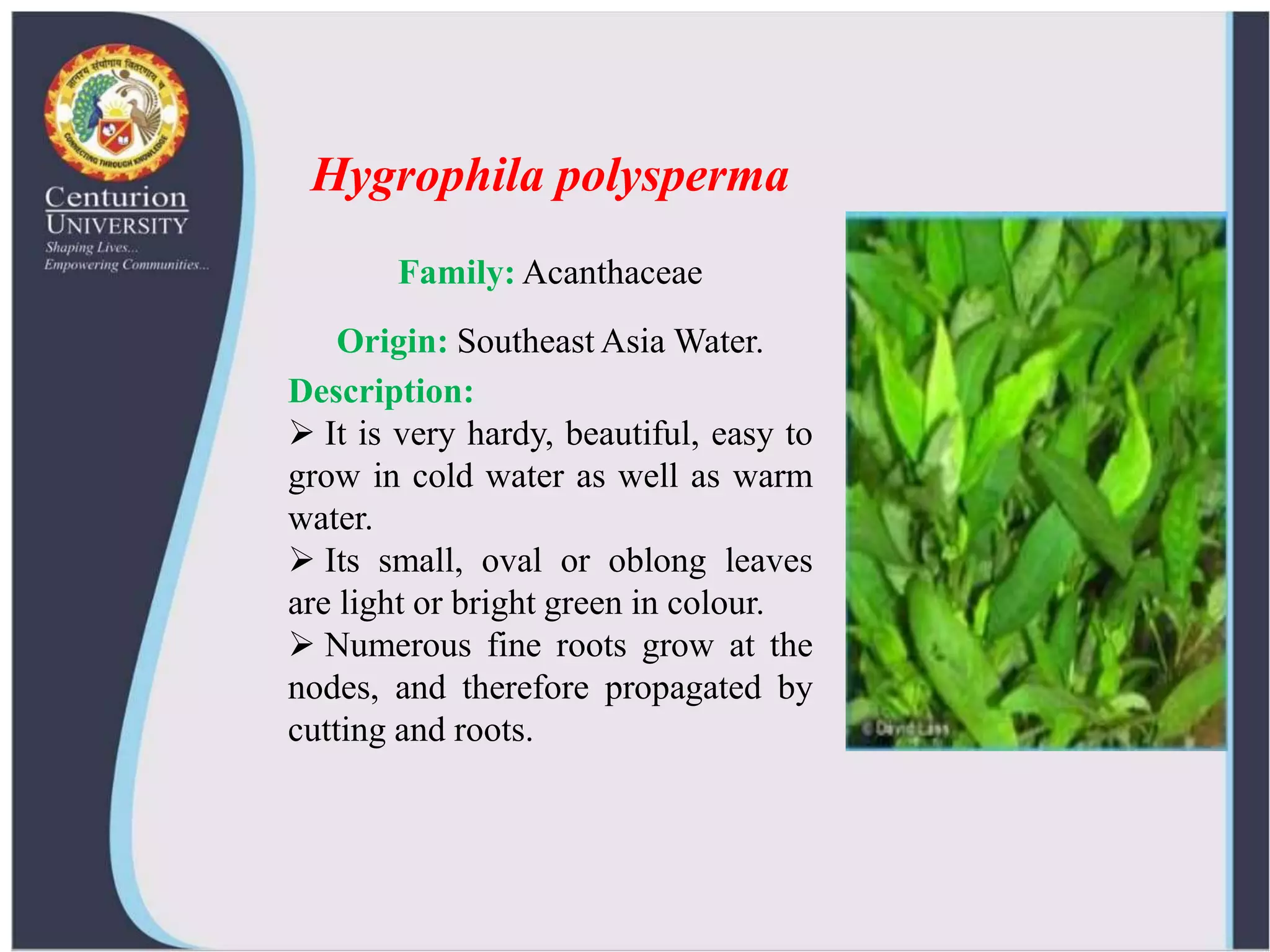 Image showcasing Ornamental aquatic plants and their propagation | PPTX