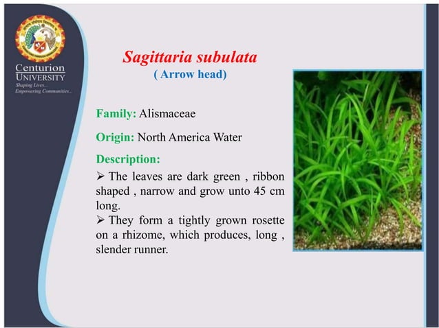 Ornamental aquatic plants and their propagation | PPTX - Small Aquatic Plant Care And Propagation Techniques