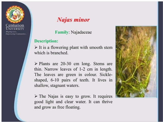 Ornamental aquatic plants and their propagation | PPTX - Small Aquatic Plant Care And Propagation Techniques