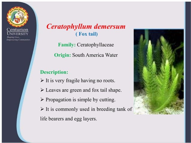 Stunning Small Aquatic Plant Care And Propagation Techniques image